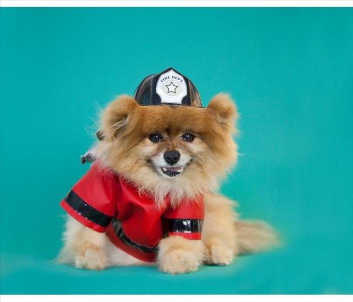 Pomeranian dressed as fire fighter