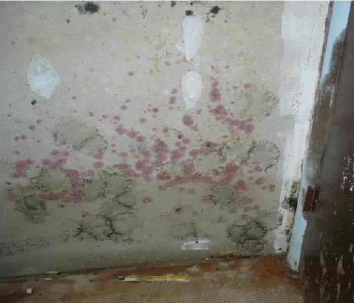 Wall covered with pink mold