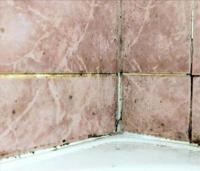 Mold tile joints with fungus in Hendersonville, NC due to condensation moisture problem. 