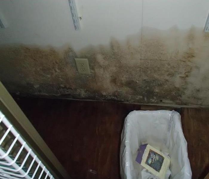 Mold growth on the walls