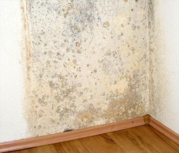 Mold growing up a wall.