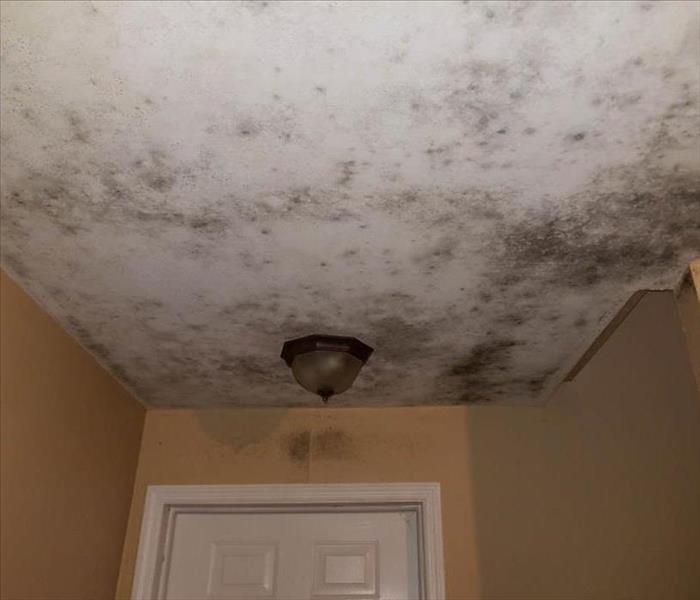Black mold growing on ceiling.