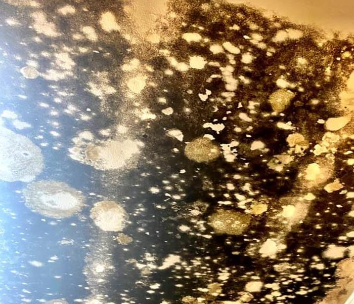 mold growth on ceiling